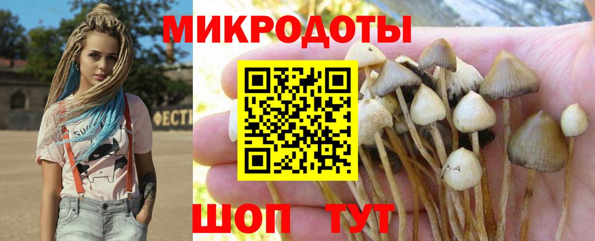 Галлюциногенные грибы Psilocybine cubensis Борзя